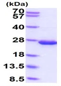 SDS-PAGE - Recombinant E. coli Disulfide-bond isomerase protein (Tag Free) (AB229511)