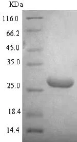 SDS-PAGE - Recombinant E. coli DNA binding protein HU alpha (Tagged) (AB225611)