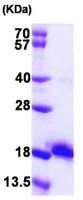 SDS-PAGE - Recombinant E. coli Ecotin protein (AB103303)