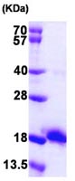 SDS-PAGE - Recombinant E. coli Ecotin protein (His tag N-Terminus) (AB103303)