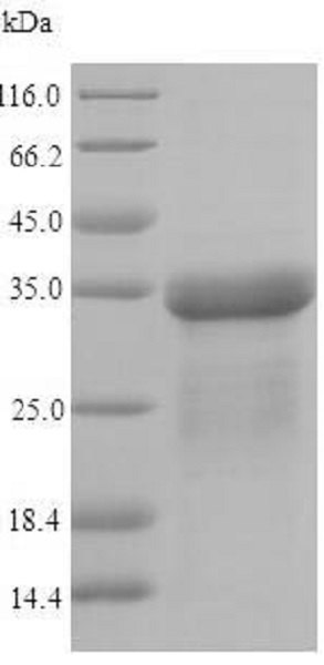 SDS-PAGE - Recombinant E. coli FimA protein (His tag) (AB225606)