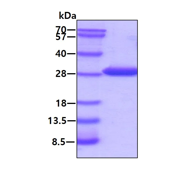SDS-PAGE - Recombinant E. coli fimC protein (His tag N-Terminus) (AB104677)