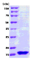 SDS-PAGE - Recombinant E. coli fur protein (Tag Free) (AB78816)