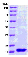 SDS-PAGE - Recombinant E. coli fur protein (Tag Free) (AB78816)