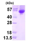 SDS-PAGE - Recombinant E. coli Galactosidase alpha protein (His tag N-Terminus) (AB126658)