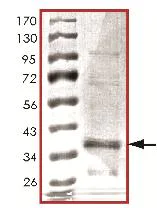 SDS-PAGE - Recombinant E. coli GFP protein (His tag) (AB119740)