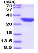 SDS-PAGE - Recombinant E. coli glsA1 protein (His tag N-Terminus) (AB107143)