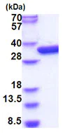 SDS-PAGE - Recombinant E. coli Glucokinase protein (His tag N-Terminus) (AB183231)