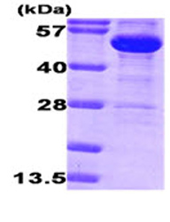 SDS-PAGE - Recombinant E. coli Glucose 6 Phosphate Dehydrogenase protein (AB87414)
