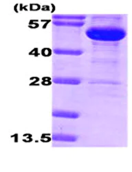 SDS-PAGE - Recombinant E. coli Glucose 6 Phosphate Dehydrogenase protein (Tag Free) (AB87414)
