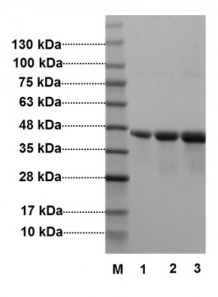 Recombinant E. coli Glycine oxidase protein (Active)