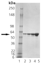 SDS-PAGE - Recombinant E. coli groEL protein (AB113176)