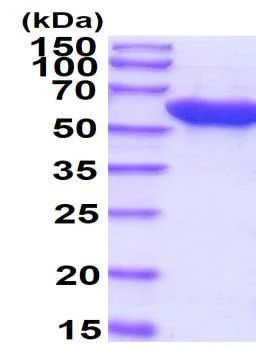SDS-PAGE - Recombinant E. coli groEL protein (Tag Free) (AB51307)