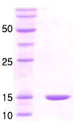SDS-PAGE - Recombinant E. coli groES protein (Tag Free) (AB86440)