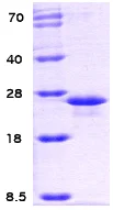 SDS-PAGE - Recombinant E. coli GrpE protein (Tag Free) (AB63839)