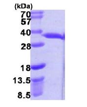 SDS-PAGE - Recombinant E. coli hchA protein (AB106879)