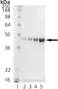 SDS-PAGE - Recombinant E. coli Hsp40 protein (AB91598)