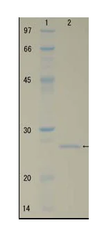 SDS-PAGE - Recombinant E. coli LexA protein (AB63816)