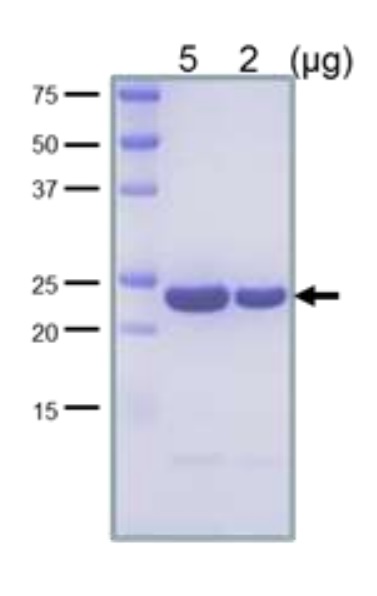 SDS-PAGE - Recombinant E. coli LexA protein (AB63816)