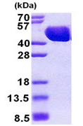 SDS-PAGE - Recombinant E. coli Maltose Binding Protein (His tag N-Terminus) (AB167888)