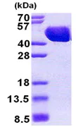SDS-PAGE - Recombinant E. coli Maltose Binding Protein (His tag N-Terminus) (AB167888)