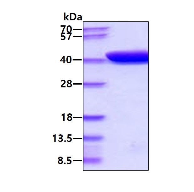 SDS-PAGE - Recombinant E. coli Maltose Binding Protein (AB219252)