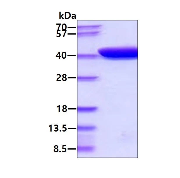 SDS-PAGE - Recombinant E. coli Maltose Binding Protein (Tag Free) (AB219252)