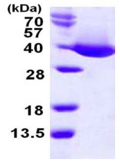 SDS-PAGE - Recombinant E. coli mdh protein (His tag N-Terminus) (AB124594)
