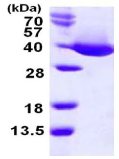 SDS-PAGE - Recombinant E. coli mdh protein (His tag N-Terminus) (AB124594)