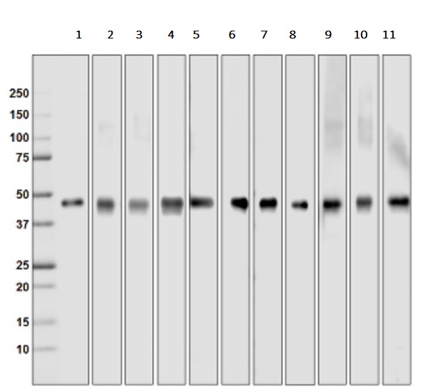 Western blot - Recombinant E. coli Multi Tag protein (AB36791), expandable thumbnail