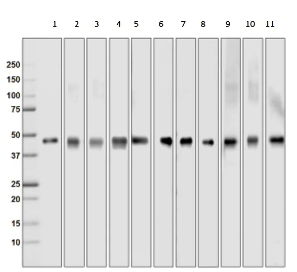 Western blot - Recombinant E. coli Multi Tag protein (AB36791)