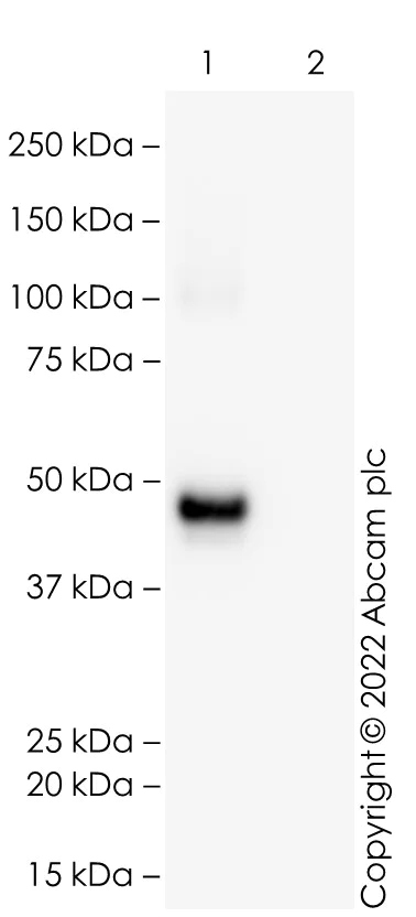 Western blot - Recombinant E. coli Multi Tag protein (AB36791)