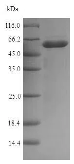 SDS-PAGE - Recombinant E. coli Murein hydrolase activator NlpD protein (His tag) (AB225594)