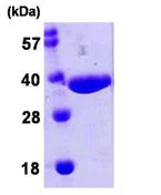 SDS-PAGE - Recombinant E. coli nanA protein (His tag N-Terminus) (AB106874)
