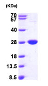 SDS-PAGE - Recombinant E. coli Nitroreductase protein (AB97948)