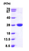 SDS-PAGE - Recombinant E. coli Nitroreductase protein (AB97948)