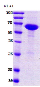 SDS-PAGE - Recombinant E. coli nusA protein (AB78932)