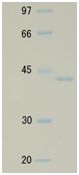 SDS-PAGE - Recombinant E. coli RecA protein (Active) (AB174091), expandable thumbnail