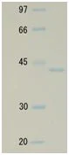 SDS-PAGE - Recombinant E. coli RecA protein (Active) (AB174091)