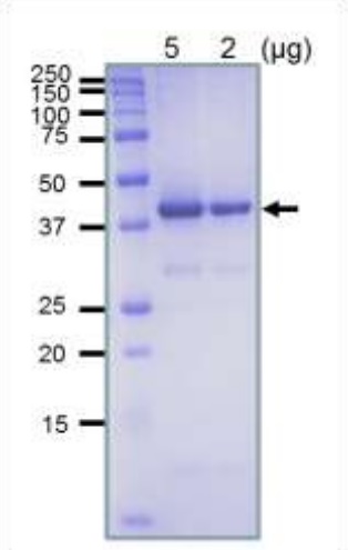 SDS-PAGE - Recombinant E. coli RecA protein (Active) (AB174091), expandable thumbnail