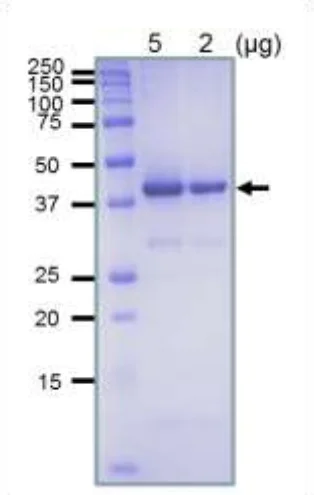 SDS-PAGE - Recombinant E. coli RecA protein (Active) (AB174091)