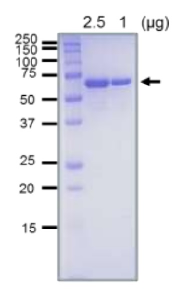 SDS-PAGE - Recombinant E. coli RecQ DNA Helicase protein (Active) (AB63813), expandable thumbnail
