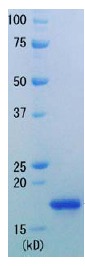 SDS-PAGE - Recombinant E. coli RNase H protein (AB91360)