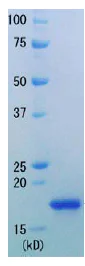 SDS-PAGE - Recombinant E. coli RNase H protein (AB91360)