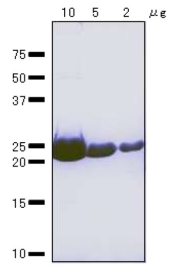SDS-PAGE - Recombinant E. coli RuvA protein (Active) (AB63819)