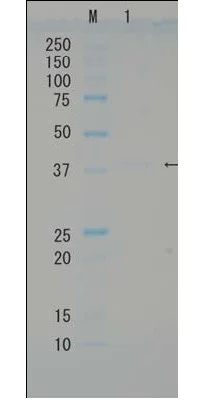 SDS-PAGE - Recombinant E. coli RuvB protein (Active) (AB63827)