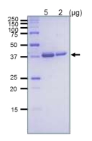 SDS-PAGE - Recombinant E. coli RuvB protein (Active) (AB63827)