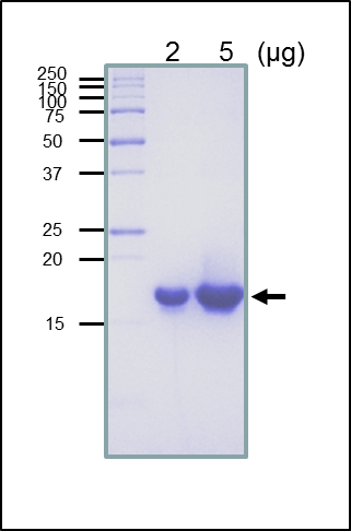 SDS-PAGE - Recombinant E. coli RuvC protein (Active) (AB63828)