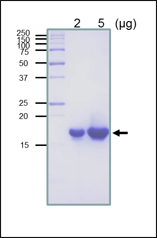 SDS-PAGE - Recombinant E. coli RuvC protein (Active) (AB63828)