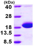 SDS-PAGE - Recombinant E. coli Skp protein (AB97397)